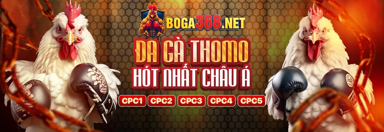 Hình ảnh tổng quan tài nguyên đá gà casino trực tiếp
